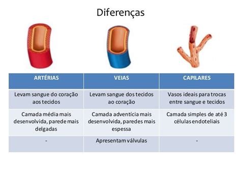 diferença entre arteria e veia